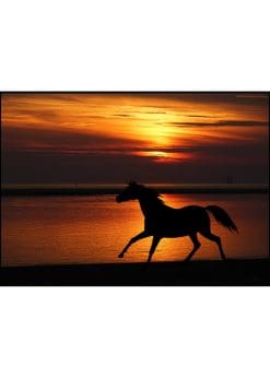 Horse Silhouette In Sunset