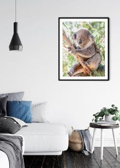 The Iconic Koala