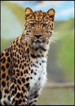 Closeup Leopard