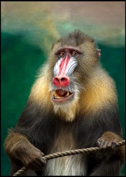 The Blustery Mandrill Ape
