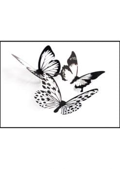 Butterflys In Black And White