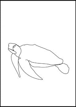 Turtle Pencil Sketch