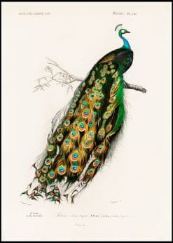 Peacock Vintage