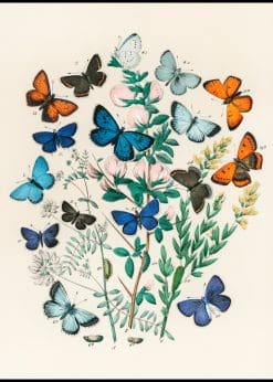 Collection of butterflies vintage. Poster 30×40 cm
