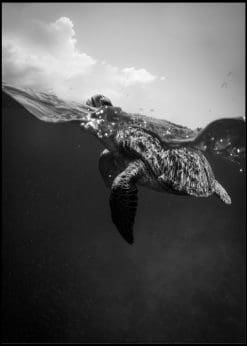 Greyscale Sea Turtle