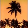 Palmtrees In The Sunset