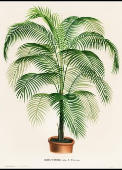 Cocos leaf vintage. Poster 30×40 cm