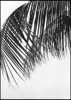 Palm Leaf in Gray