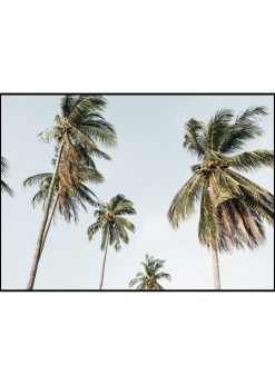 Windy Palm Trees