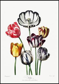 Tulip Illustration