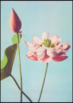 Lotus Flower Vintage