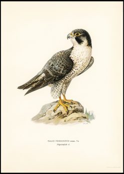 Vintage Peregrine Falcon