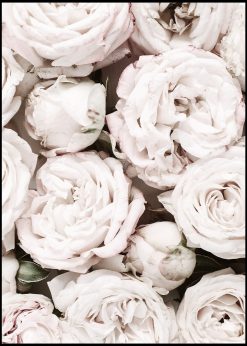 Pale Pink Roses Close Up