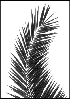 Solitary Palm Leaf in Black and White