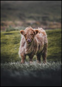 Highland Cattle Calf on a Field