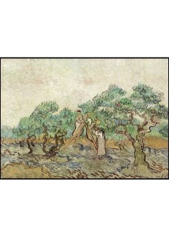 The Olive Orchard