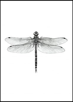 Dragonfly by Sanna Wieslander
