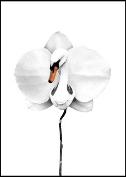 Swan Orchid by Sanna Wieslander