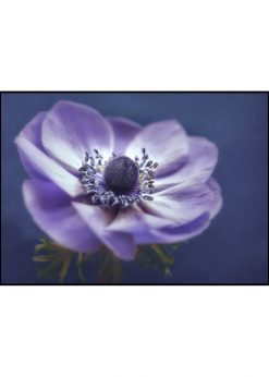 Brittle Purple Flower