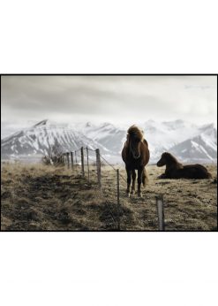 Icelandic Horses by Wiberg